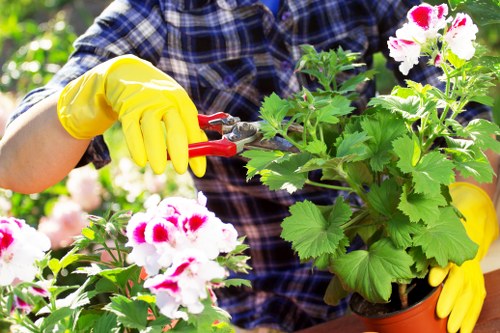 Garden maintenance in Feltham with a tidy lawn and trimmed hedges