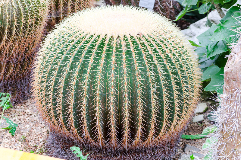 garden design landscape design