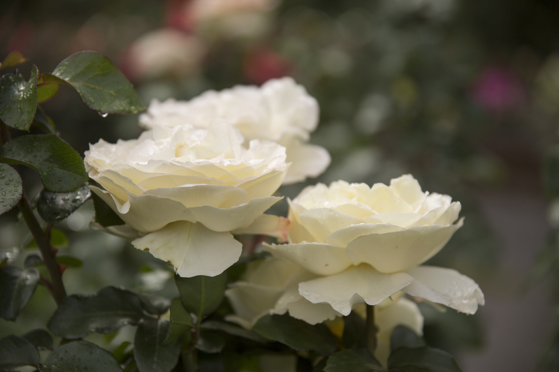 garden maintenance garden design